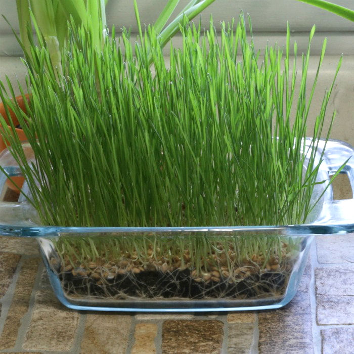 Growing Wheatgrass Seeds Indoors – How to Grow Wheat Berries at Home