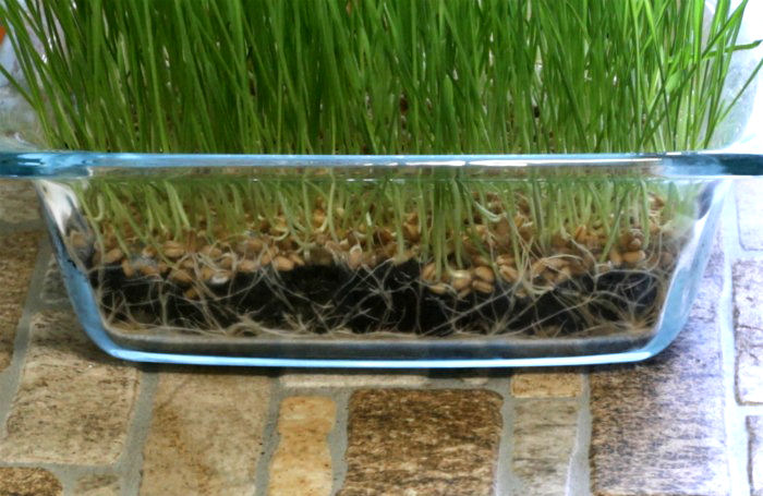 Roots of wheatgrass