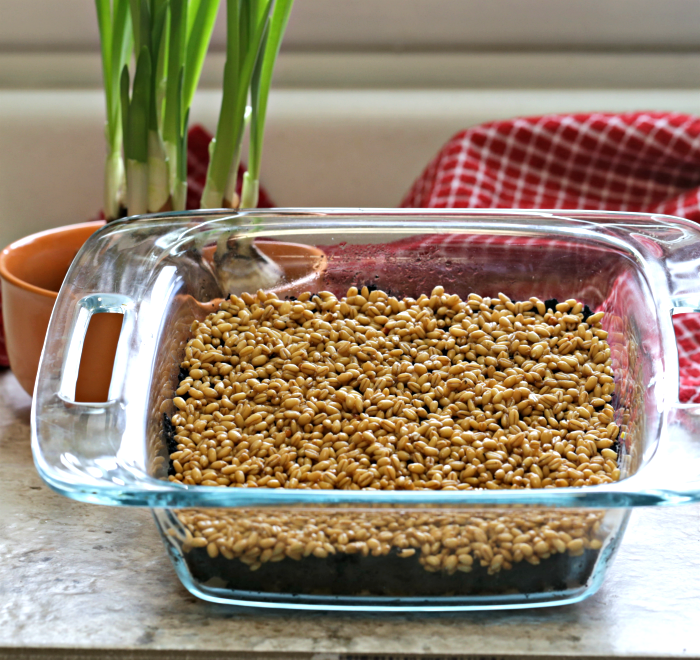 Wheatgrass seeds in soil