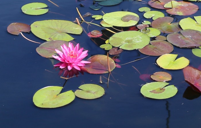 Bernice Ikins waterlily