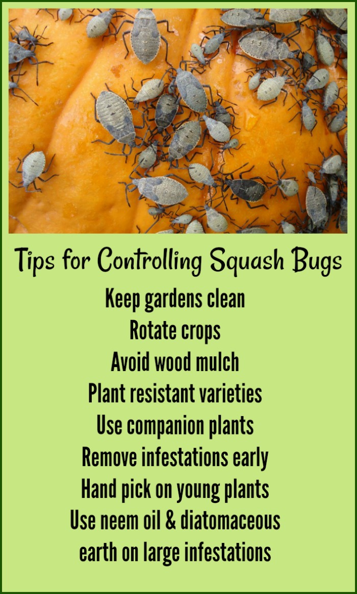 Squash bugs on squash and a list of tips for controlling squash bugs.