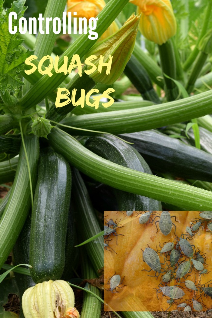Squash plants and squash bugs inset with a text overlay reading controlling squash bugs.