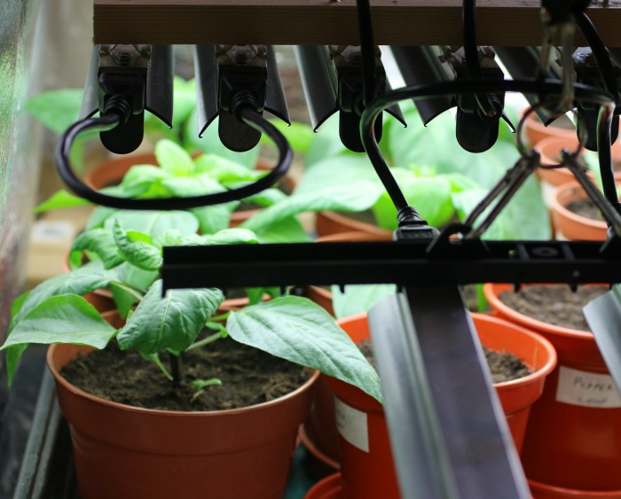 Grow lights keep plants from getting leggy