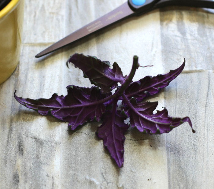 healthy purple passion plant cutting Healthy purple passion cutting