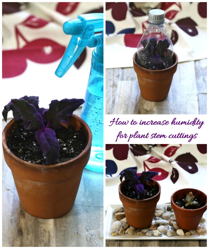 Increasing humidity for plant cuttings There are several ways to increase humidity for plant cuttings and none of them are expensive.