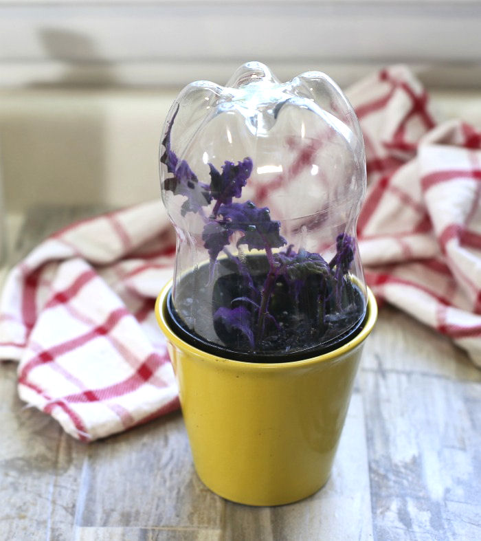 mini terrarium for plant cuttings Bottle Terrarium
