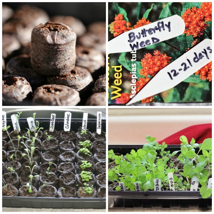 Starting Seeds Indoors with Jiffy Peat Pellets – How to Grow Seeds in Peat Pots