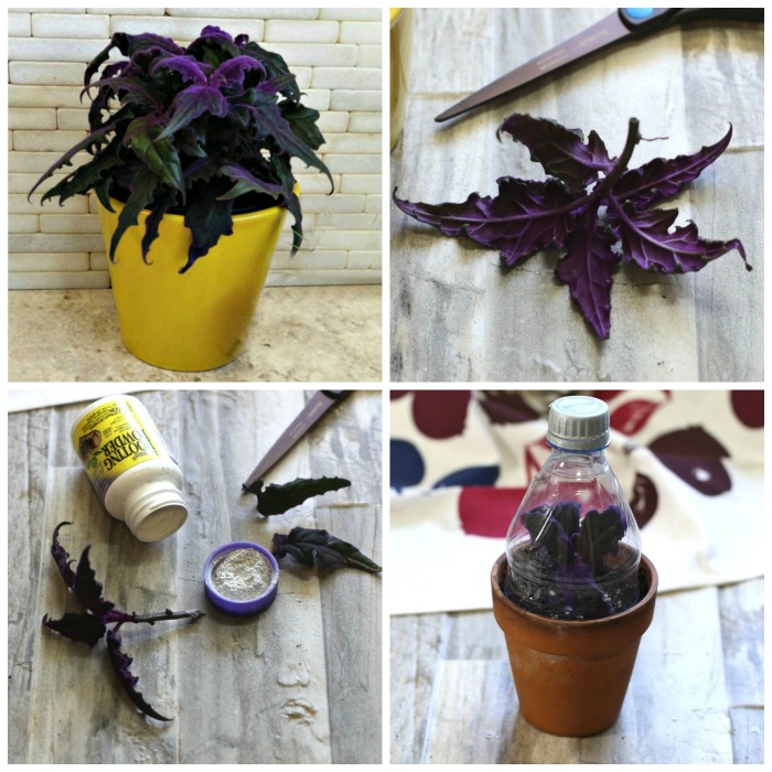 Purple Passion Plant Cuttings – How to Propagate Gynura Aurantiaca from Stem Cuttings
