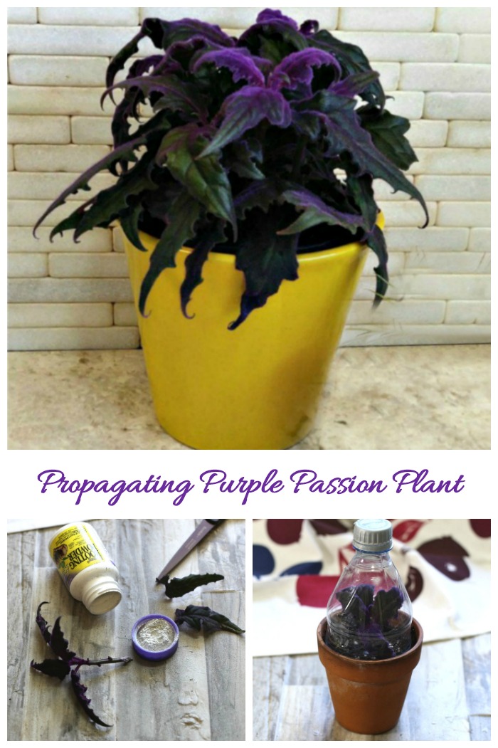 propagating a purple passion plant from stem cuttings Purple passion plant cuttings root very easily and will give you new plants for free. See how to do this in just a few steps