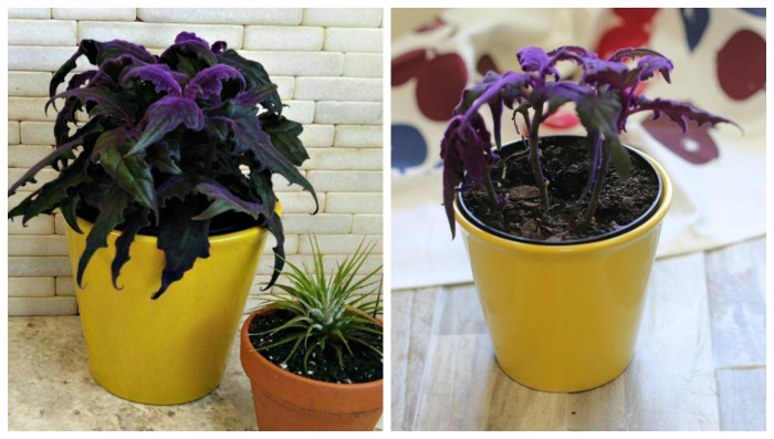 healthy and leggy purple passion plant Leggy purple passion plant