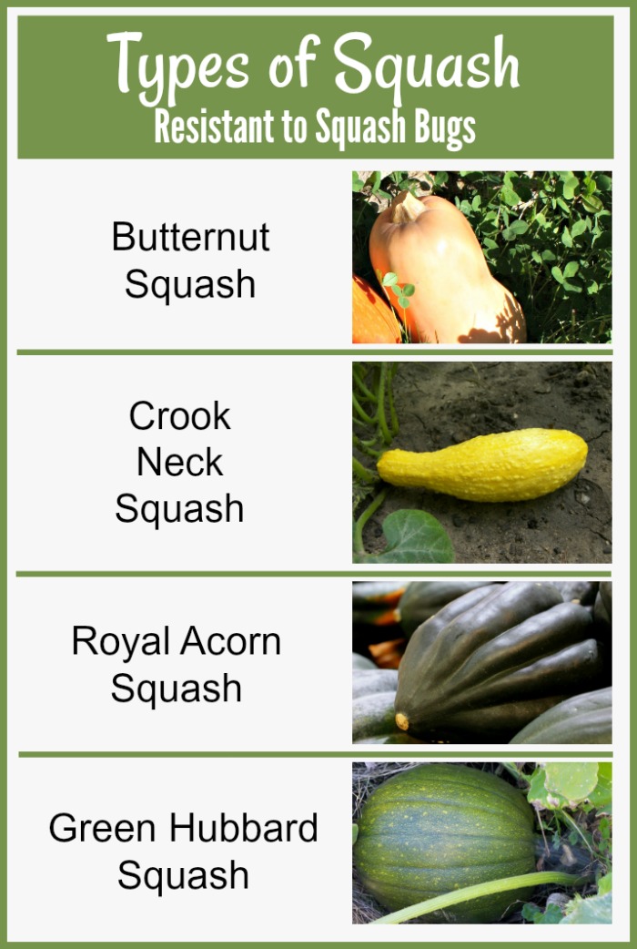 Pictures of butternut squash, crook neck squash, royal acorn squash and green hubbard squash with words reading Types of squash resistant to squash bugs