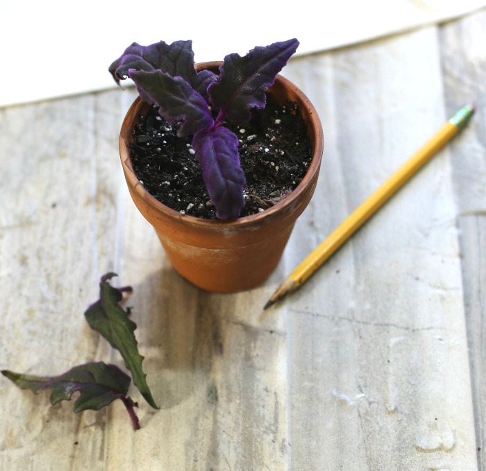 Stem cutting of a purple passion plant in soil with leaves and a pencil Stem cutting of a purple passion plant