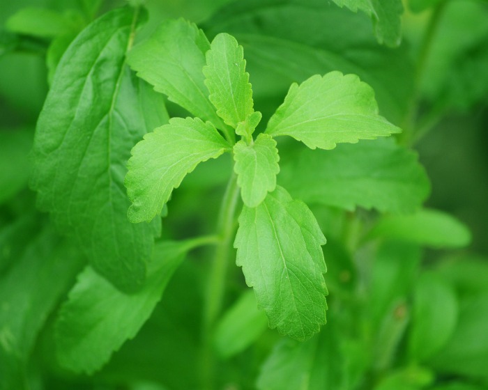 Stevia leaf