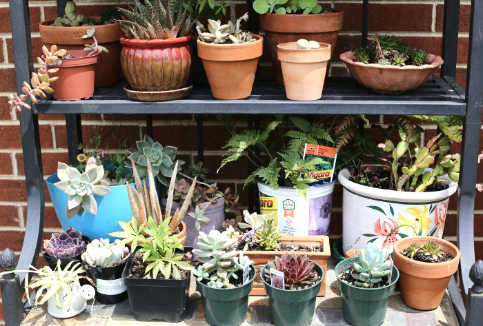 Sucullents in pots on a plant stand