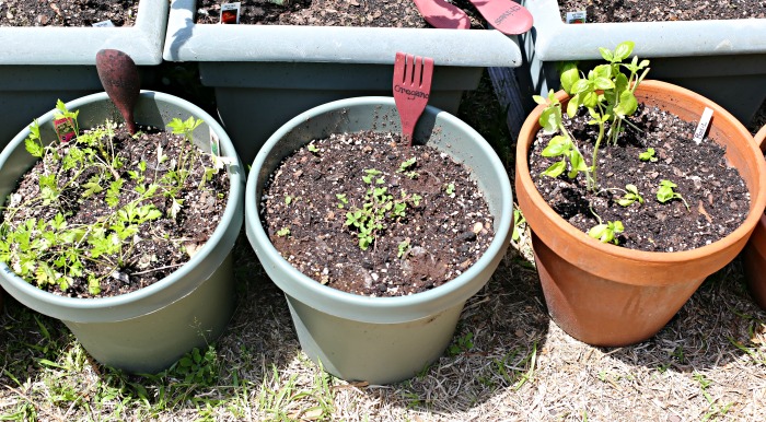 Herb planters with baby seedlings