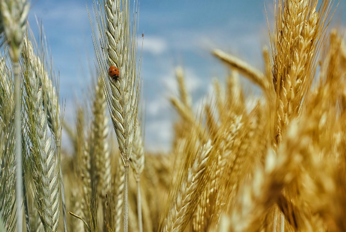 Use whole grains for heart health