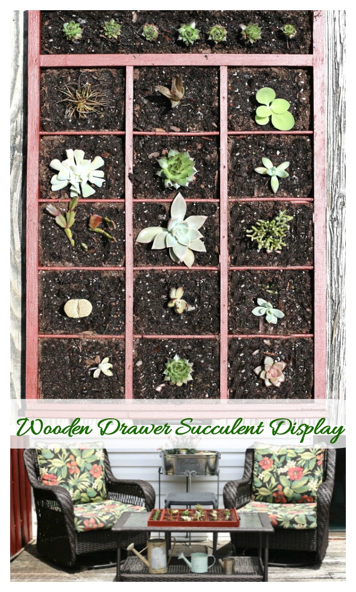 Wooden drawer Succulent arrangement - creative garden planter ideas