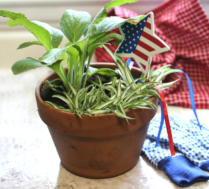 4th of July foxglove planter