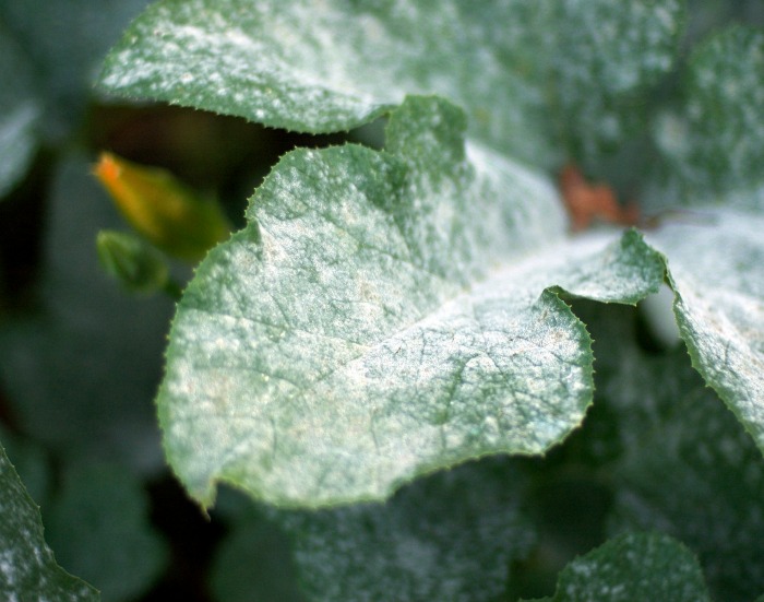 Powdery Mildew on pumpkin leaves.