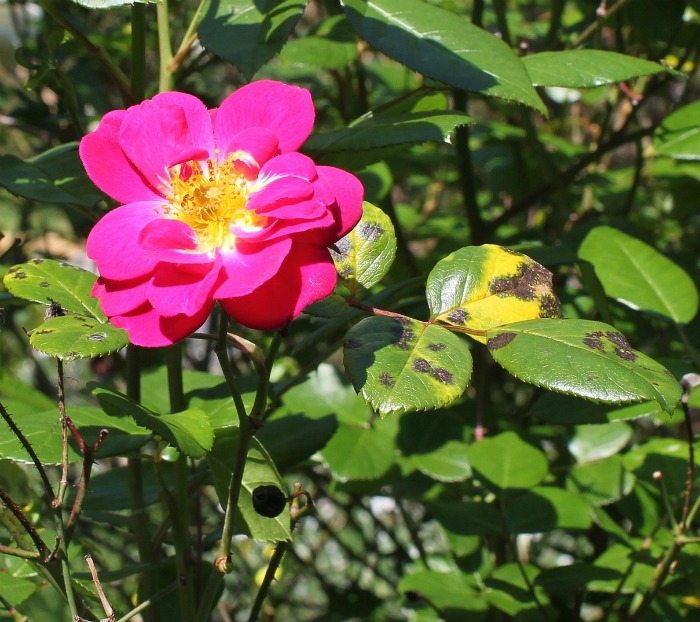 Black spots on rose leaves.