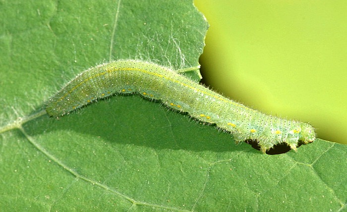 Cabbage worms on a leaf.