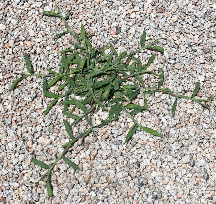 Crab grass in a gravel driveway