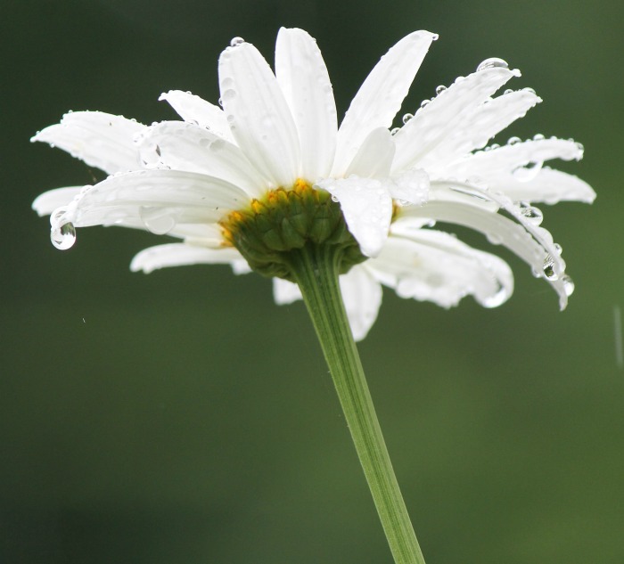 Shasta daisies are quite drought friendly