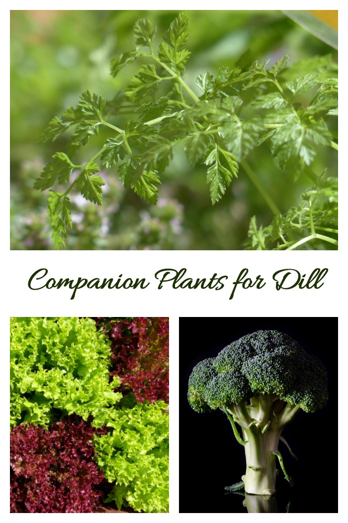 Companion plants for dill are chervil, lettuce, broccoli and many others.