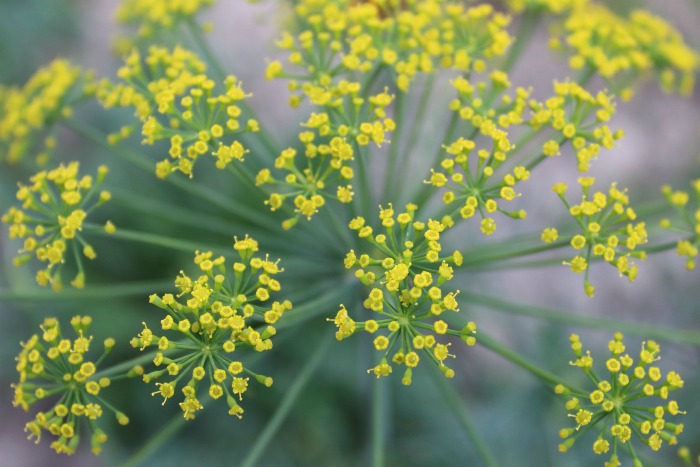 Dill Flowers