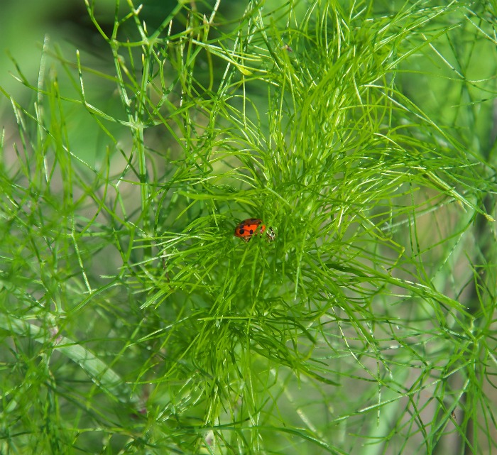 Dill attracts ladybugs which feed on aphids