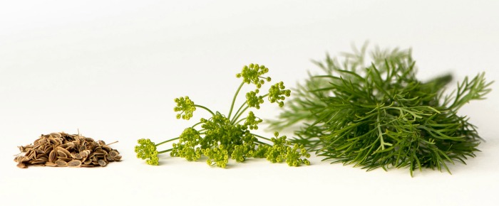 All parts of the dill plant is edible from the leaves to stems, seeds and flowers