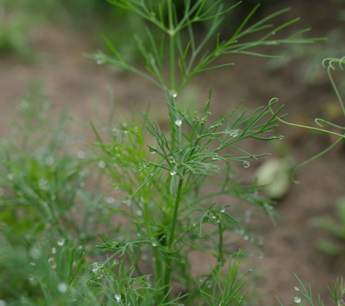 Dill leaves in the rain