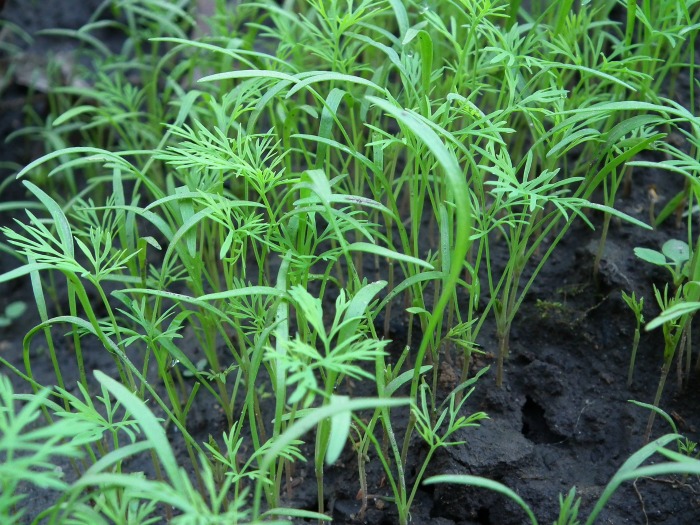 Dill seedlings