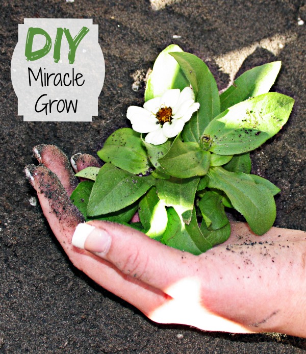 Hand holding a flowering plant with words reading DIY miracle grow.