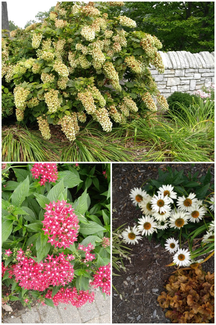 Flowers and a stone wall Flowers in Wellfield Botanic Gardens