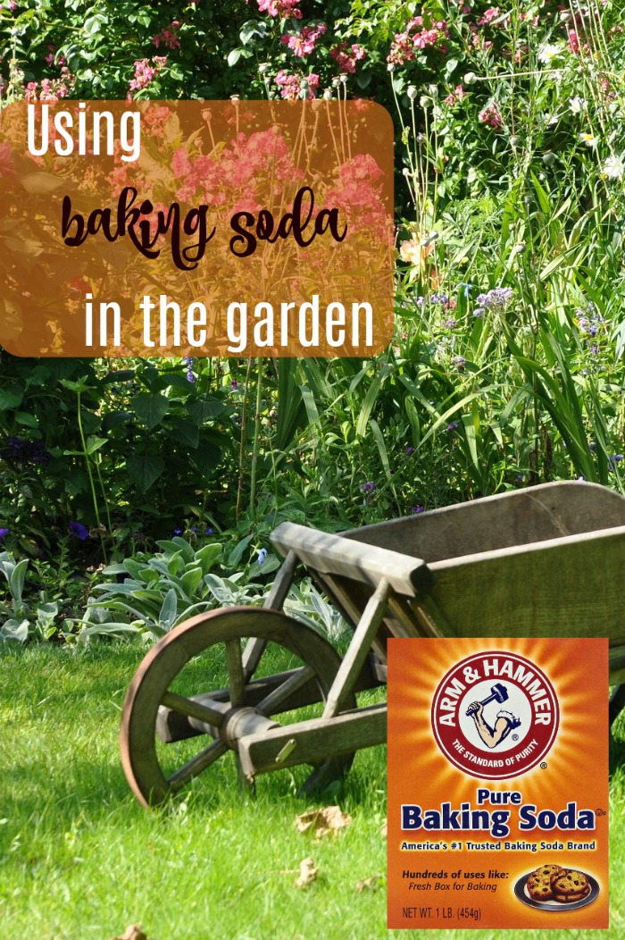 Wheel barrow in the garden with box of baking soda and words reading "using baking soda in the garden."