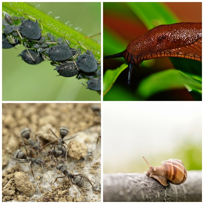 Ants, slugs, snail and garden pests.