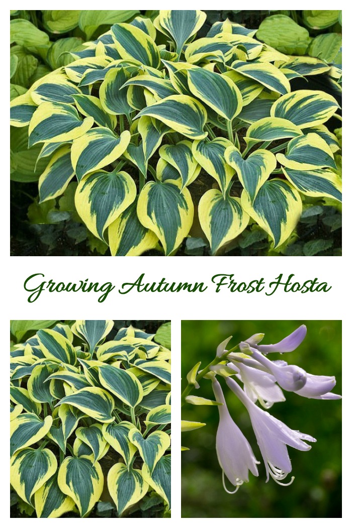 Growing tips for Autumn Frost Hosta, a shade loving perennial