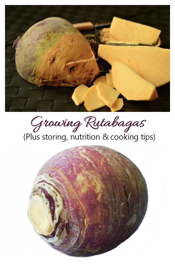 Growing rutabagas is easy as long as you have the patience for a long growing season. See tips for growing, storing and using this root vegetable