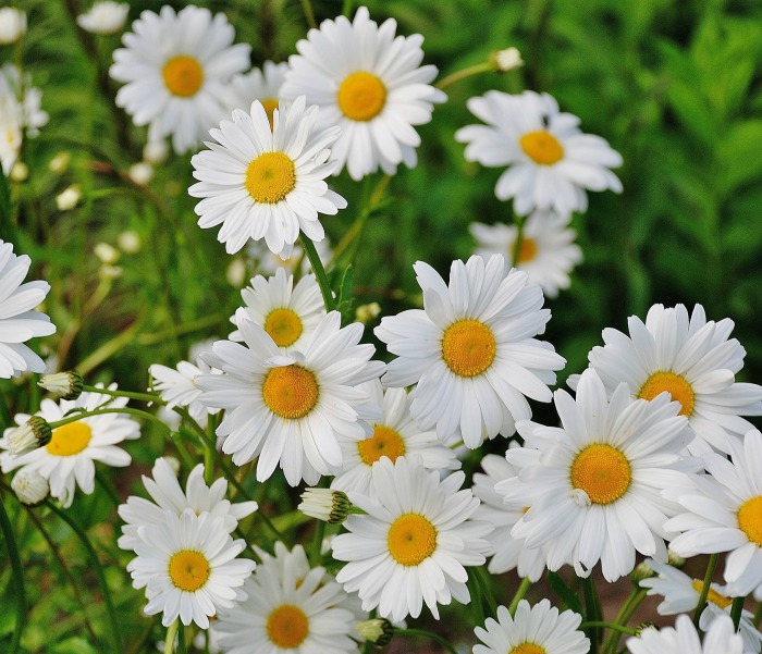 Plant shasta daisies 2-3 feet apart since they will spread