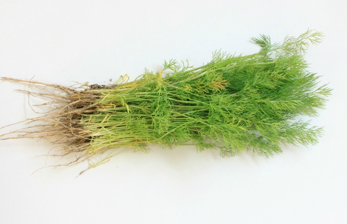 Harvest dill leaves early in the morning for best flavor