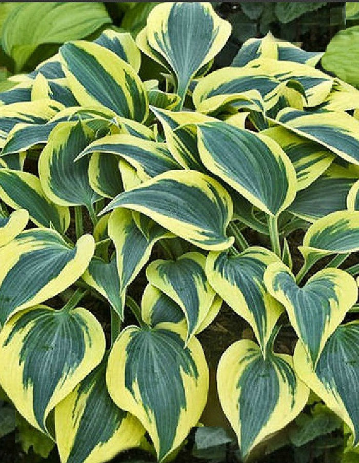 Autumn Frost Hosta is a hardy perennial that loves a shade garden