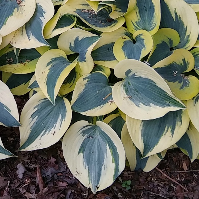 Autumn frost Hosta in the garden