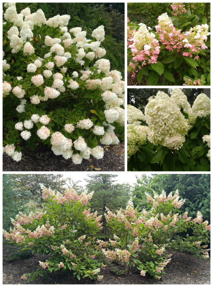 Perennial shrubs in Wellfield Gardens Perennial shrubs in Wellfield Botanic Gardens