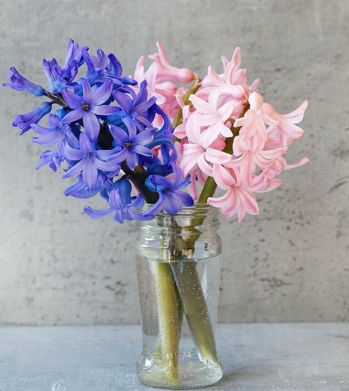 Hyacinths in a jar of water