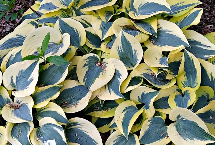 close up of leaves of Hosta Autumn Frost