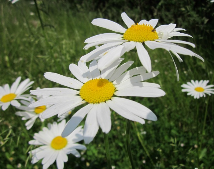 Oxeye Daisy is similar to Shasta Daisy