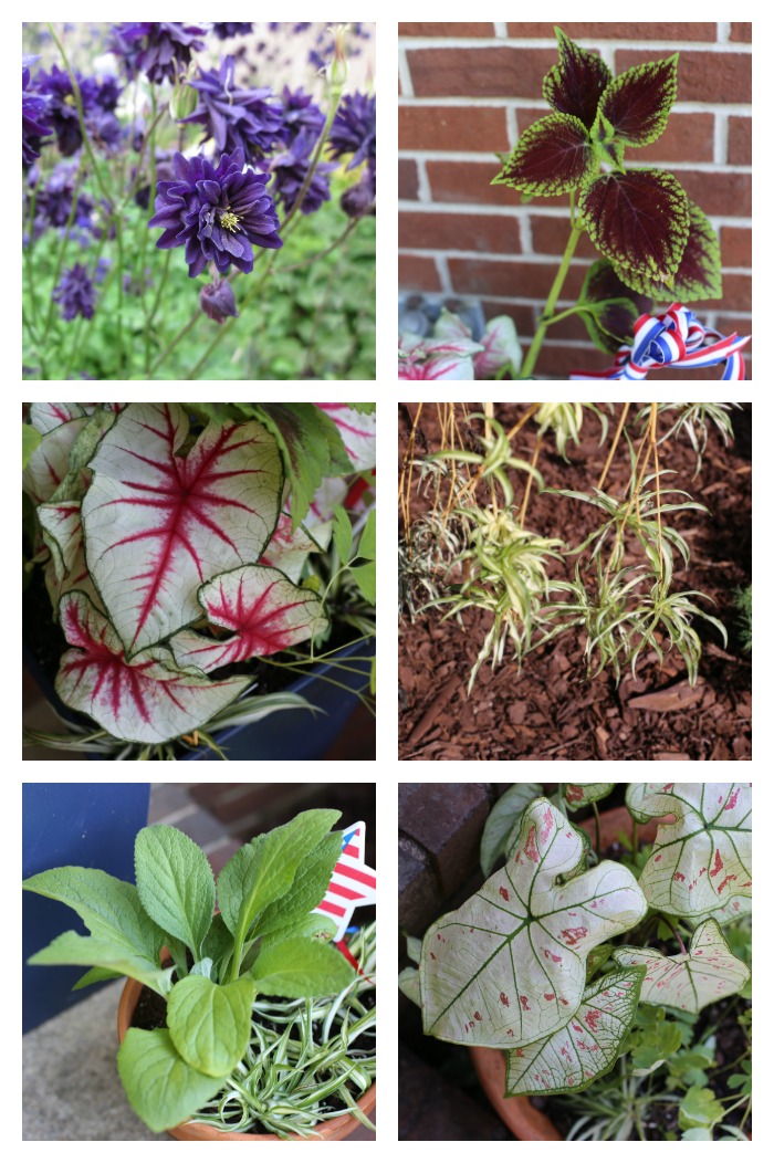 Plants used for the 4th of July planters