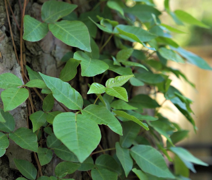 Poison Ivy Vines