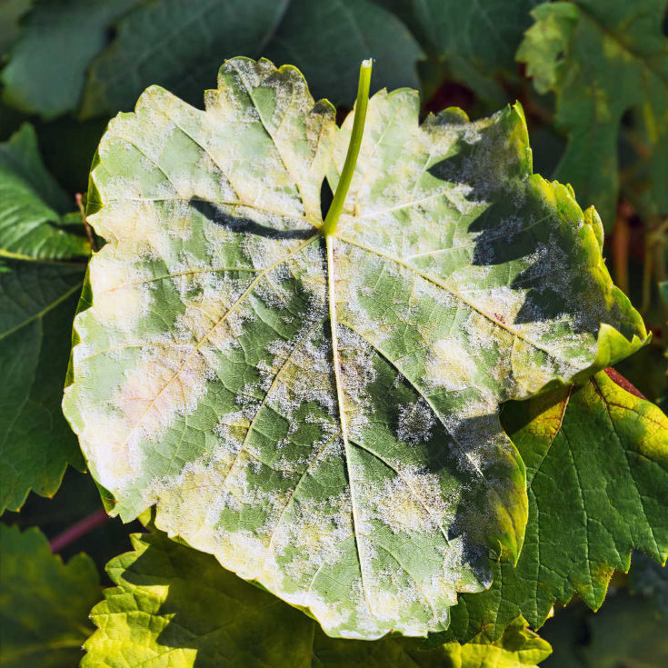 Baking Soda Fungicide for Powdery Mildew
